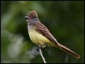 _3SB3456 great-crested flycatcher